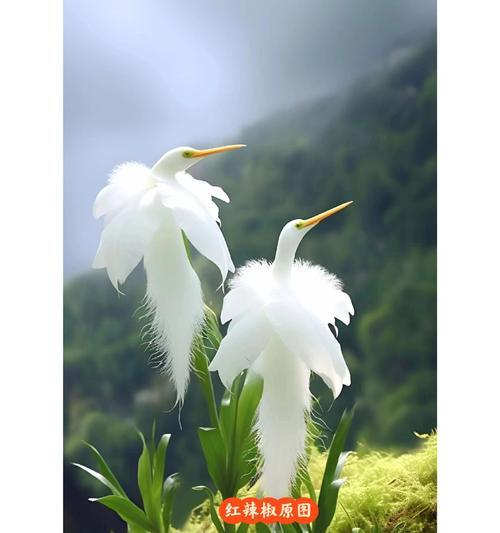白鸟花的花语代表什么？含义是什么？