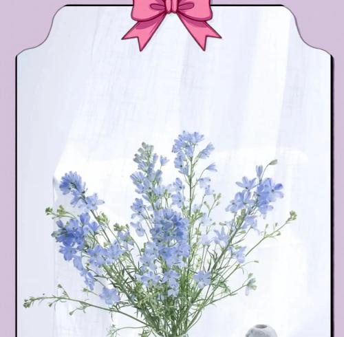白鸟花的花语代表什么？含义是什么？