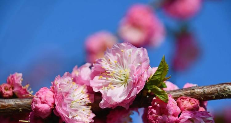 桃花的花语是什么？象征意义有哪些？