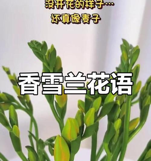 小苍兰的花语是什么？寓意有哪些？