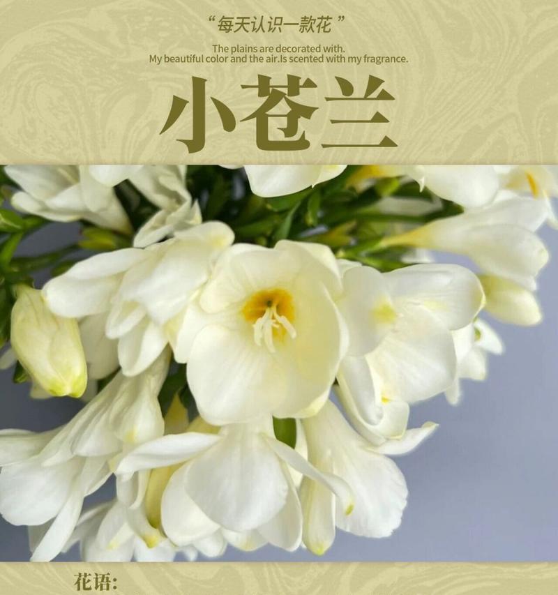 小苍兰的花语是什么？寓意有哪些？