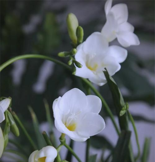 小苍兰的花语是什么？寓意有哪些？