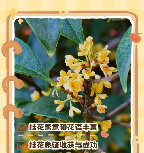 桂花的花语是什么？有哪些传说故事？