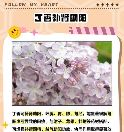 丁香的花语是什么？有哪些传说故事？