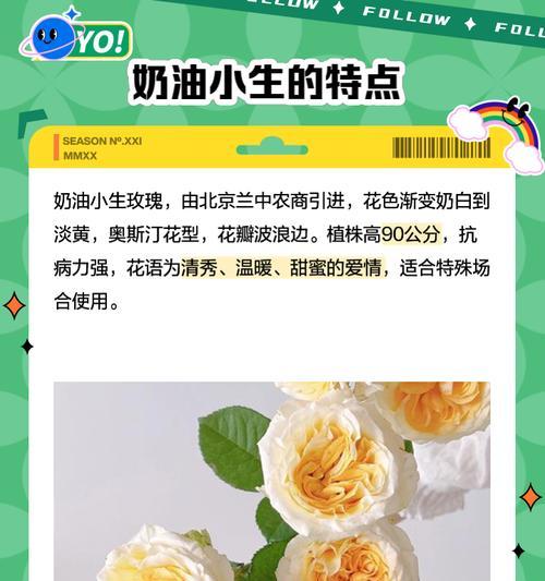 奥斯汀花型代表什么花语？如何理解其深层含义？