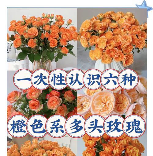 奥斯汀花型代表什么花语？如何理解其深层含义？