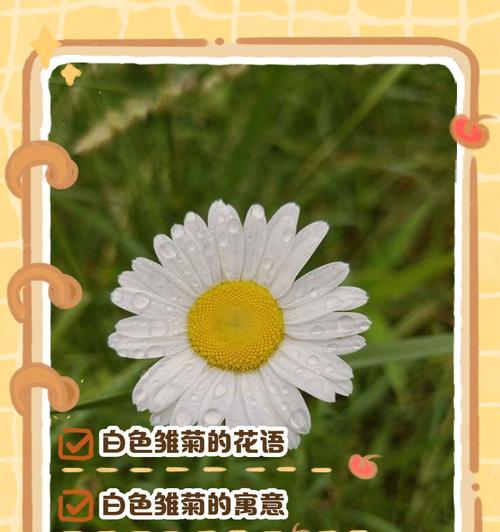 小雏菊秋色的花语是什么？它象征着什么？
