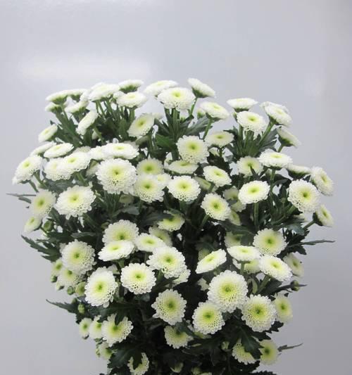 小雏菊秋色的花语是什么？它象征着什么？