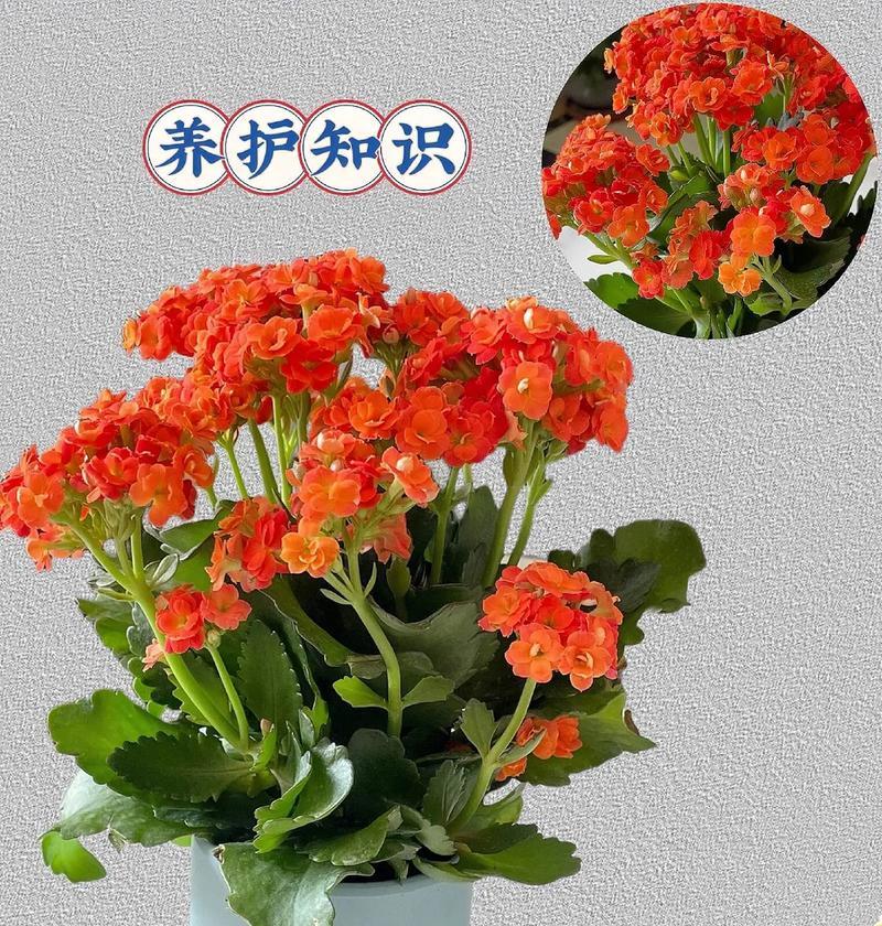 长寿花语的代表花有哪些？它们各自代表什么？