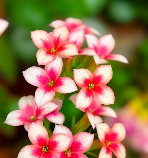 长寿花语的代表花有哪些？它们各自代表什么？