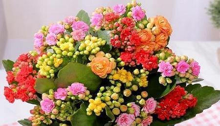 长寿花语的代表花有哪些？它们各自代表什么？