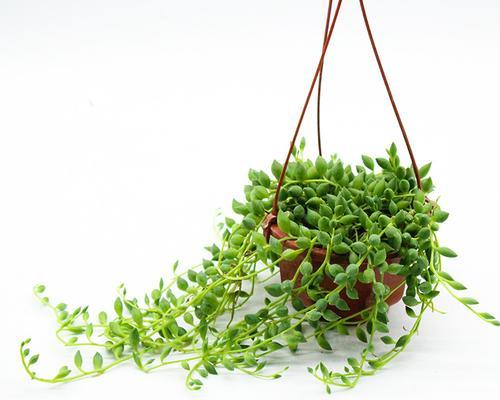 佛珠情人泪的花语是什么？它象征着怎样的情感？