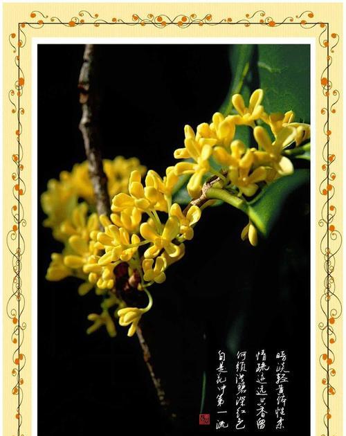 丹桂的美好花语是什么？它如何表达秋天的美？