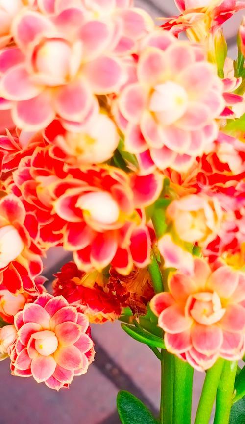 哪种花的花语代表健康？它有哪些特别的含义？