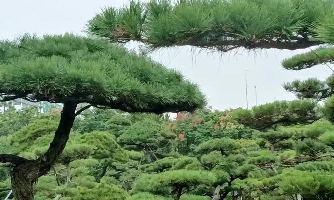松树象征着什么？它的花语有哪些独特之处？