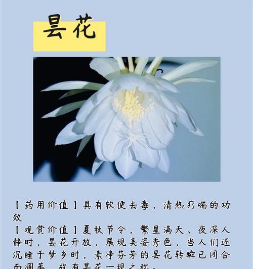 哪种花的花语最为深刻？它背后的故事是什么？
