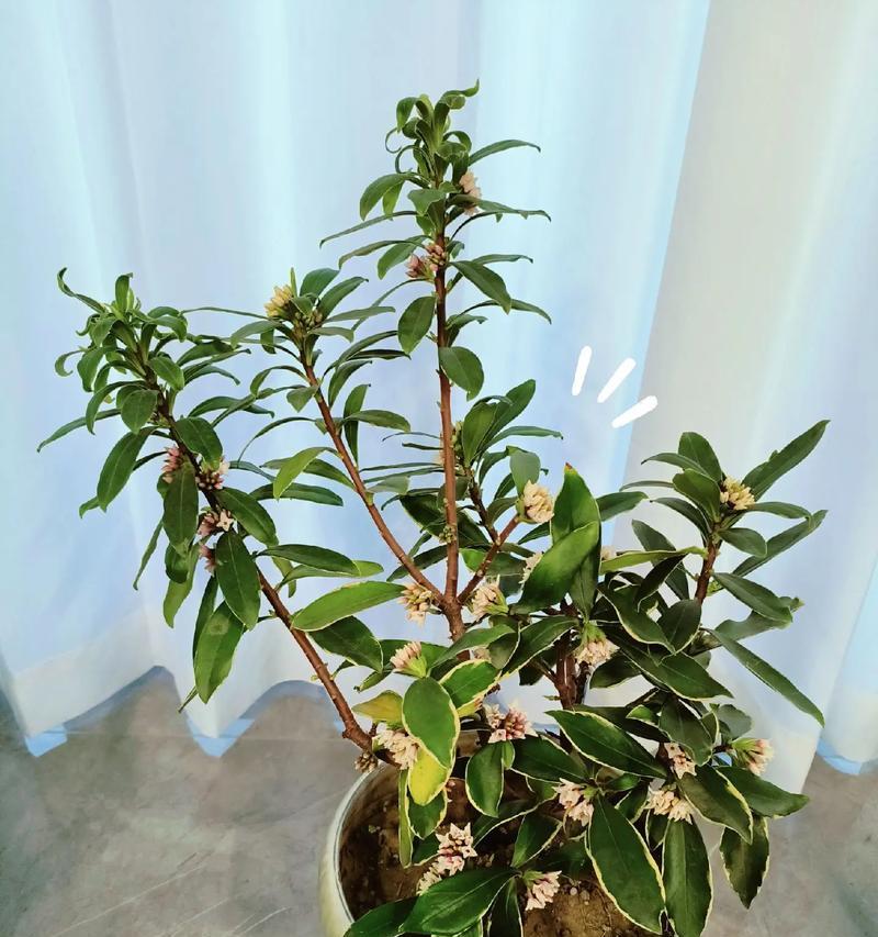 瑞香的花语和寓意是什么？它在传统中扮演什么角色？