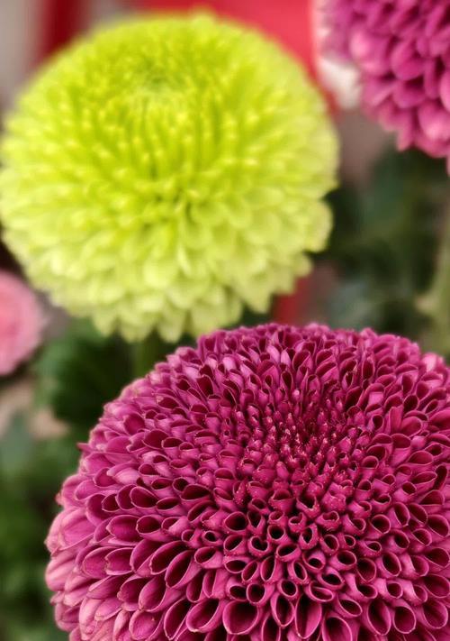 红色小菊花的花语是什么？它象征着怎样的情感？
