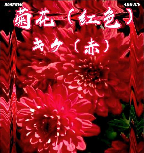 红色小菊花的花语是什么？它象征着怎样的情感？