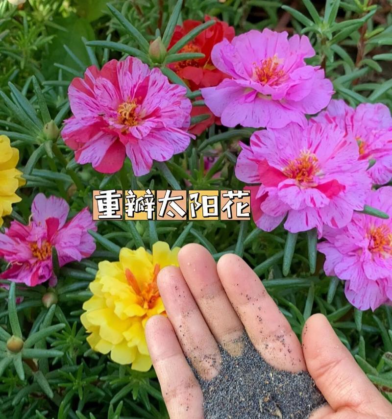 微笑的太阳花花语是什么？它如何表达乐观态度？