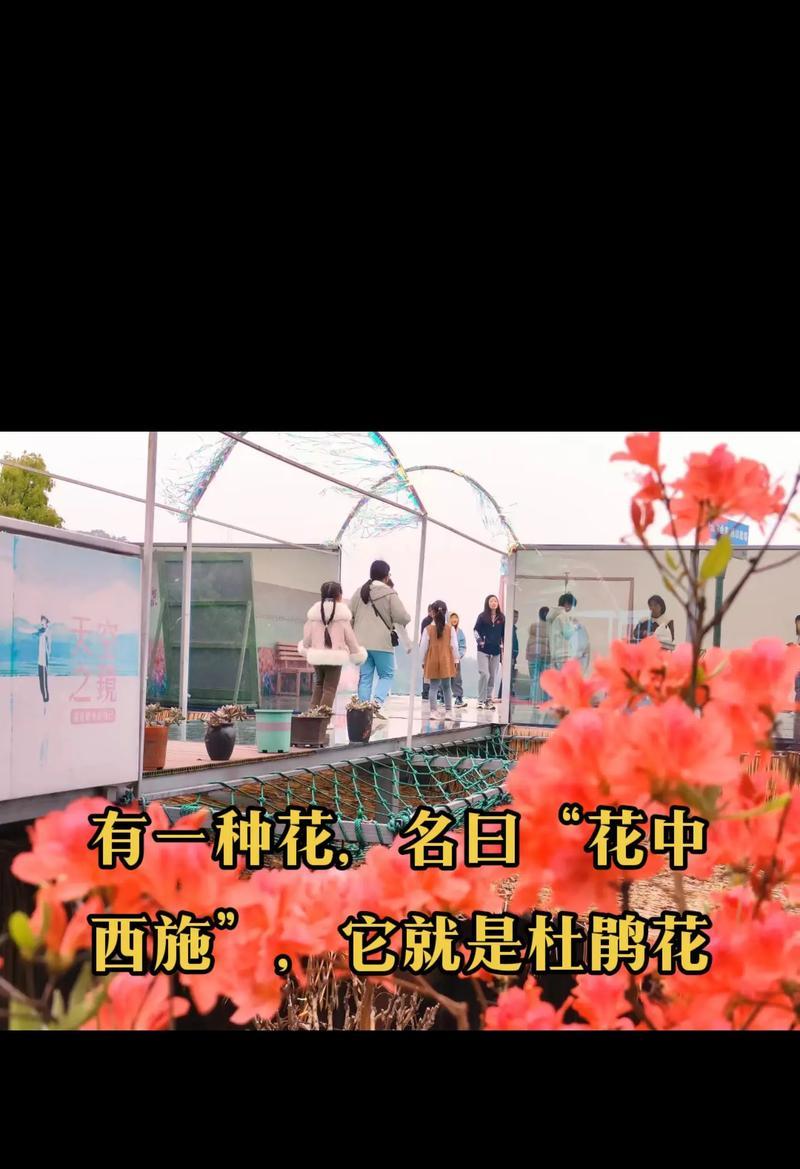杜鹃的花语有哪些？它背后有哪些美丽的传说？