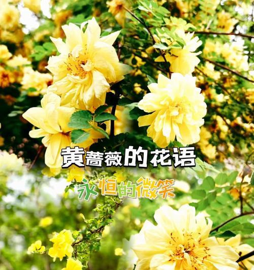 花的花语大全中哪些可能带来伤害？它们的含义是什么？