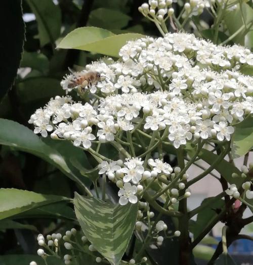 花的花语大全中哪些可能带来伤害？它们的含义是什么？