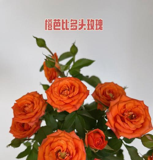 橙色太阳花的花语是什么？它如何传递温暖和活力？