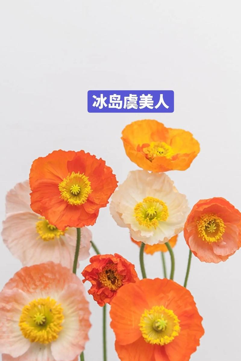 和罂粟有关的花语是什么？如何理解罂粟的象征意义？
