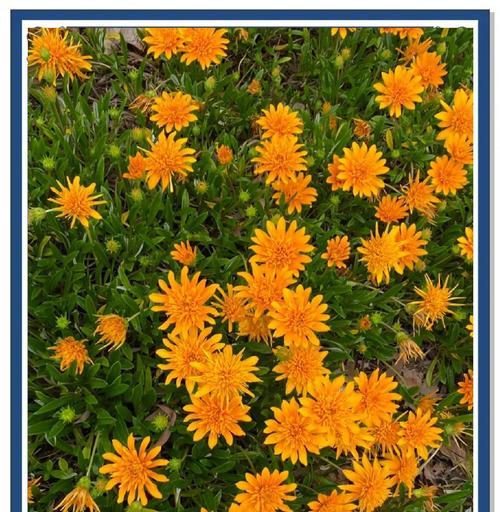 非洲菊的花语简介是什么？非洲菊代表了哪些寓意？