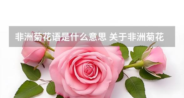 非洲菊的花语简介是什么？非洲菊代表了哪些寓意？