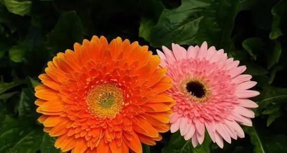 非洲菊的花语简介是什么？非洲菊代表了哪些寓意？