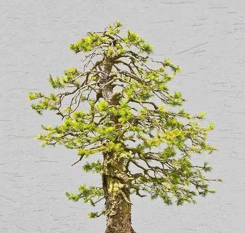 云杉的花语是什么？云杉在花语中象征着什么？