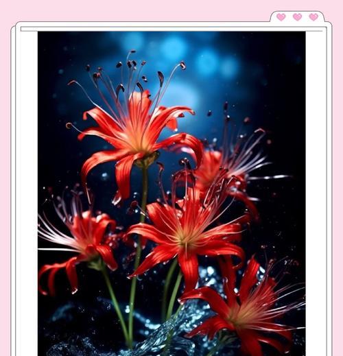 花语是绝望的红花代表了什么？红花的寓意有哪些？