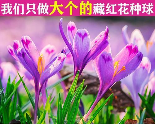 花语是绝望的红花代表了什么？红花的寓意有哪些？
