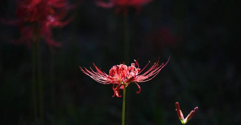 花语是绝望的红花代表了什么？红花的寓意有哪些？