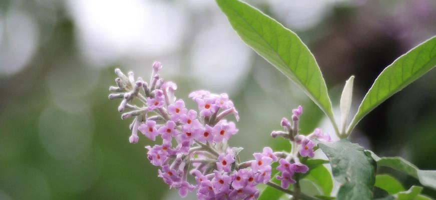 花语密草是哪个国家的？密草花语有哪些特别之处？