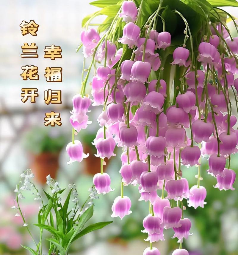 植物的花语是幸福吗？哪些植物象征着幸福？