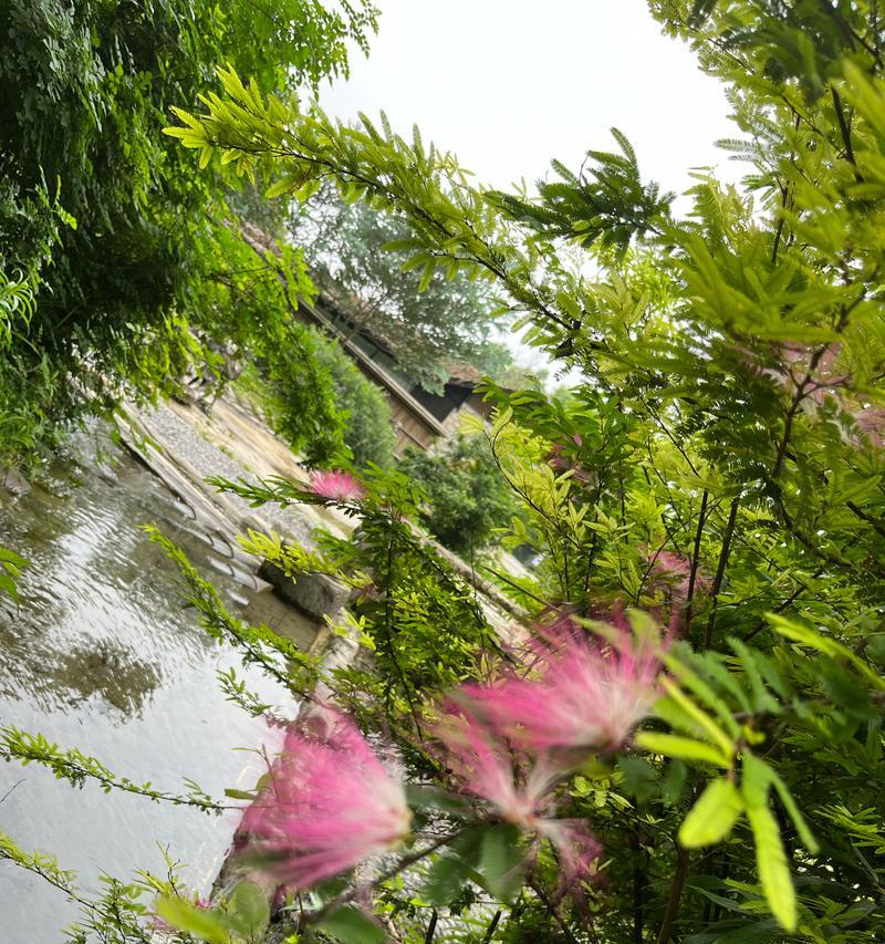 落叶生根植物的花语是什么？它们代表了什么意义？