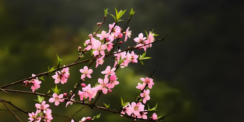 桃花的花语及简介有哪些？桃花象征着什么？