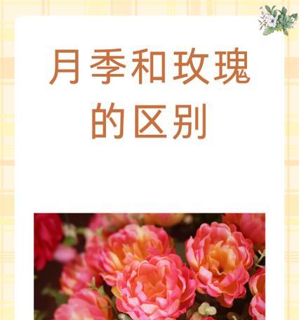 月季的花语和寓意是什么？月季代表了哪些情感？