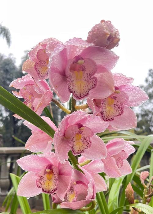 大花蕙兰的寓意花语是什么？大花蕙兰象征着什么？