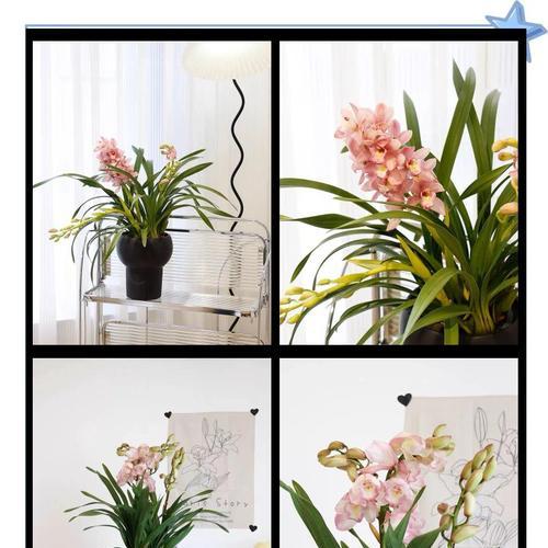 大花蕙兰的寓意花语是什么？大花蕙兰象征着什么？