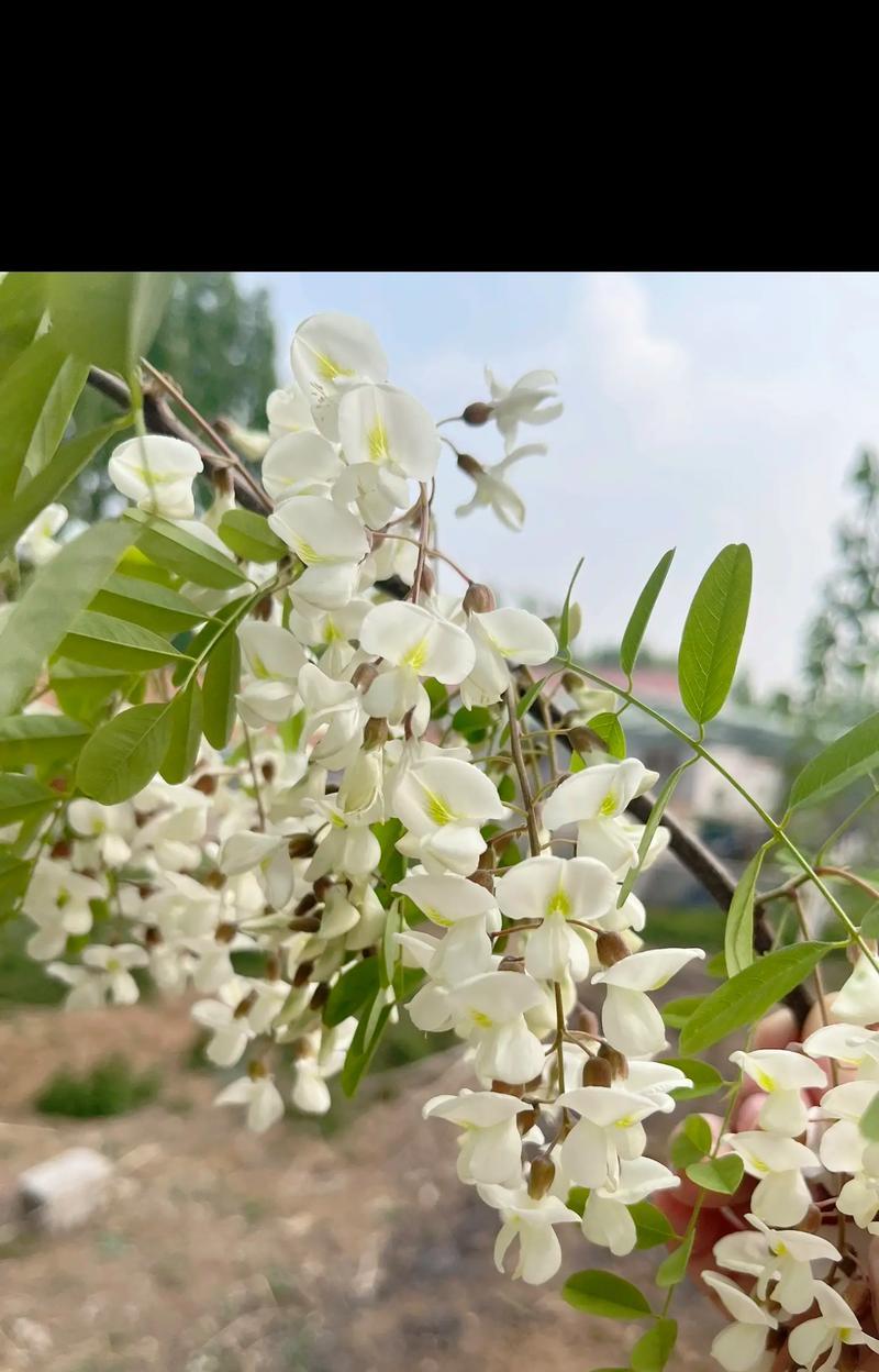 槐花的花语和别称有哪些？槐花代表了哪些意义？
