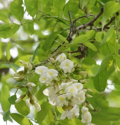 槐花的花语和别称有哪些？槐花代表了哪些意义？