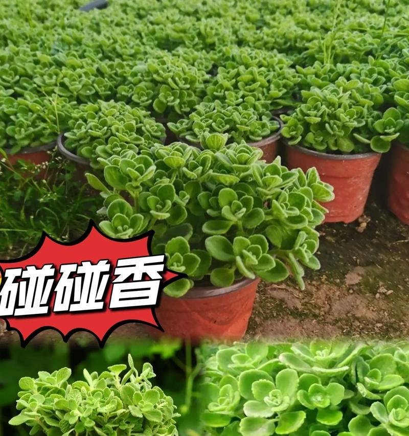 碰碰香有什么花语？碰碰香象征着什么？