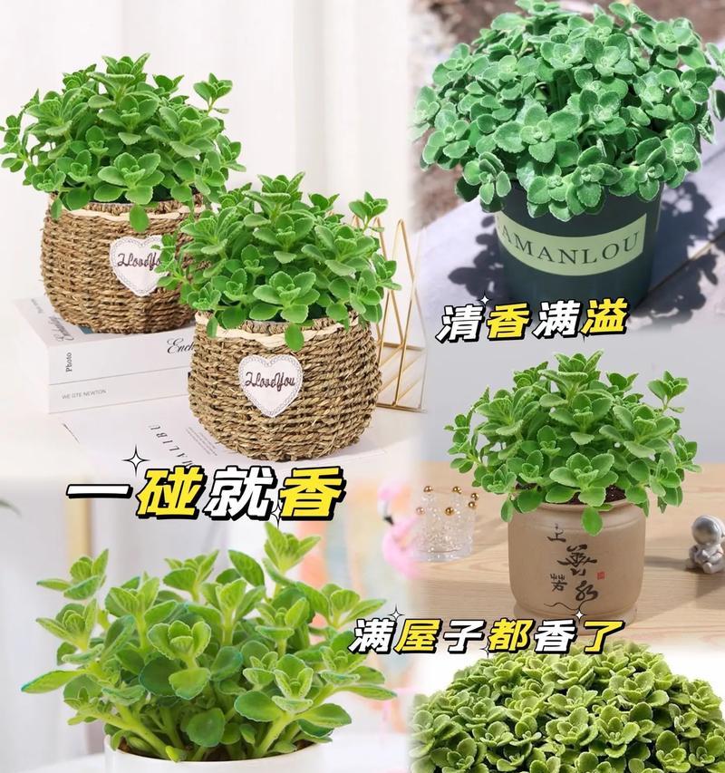碰碰香有什么花语？碰碰香象征着什么？
