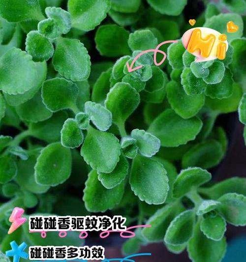 碰碰香有什么花语？碰碰香象征着什么？
