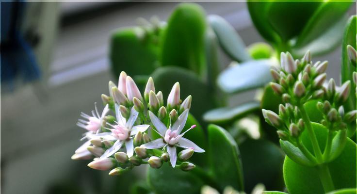 玉树花的花语是什么？玉树花代表了哪些寓意？
