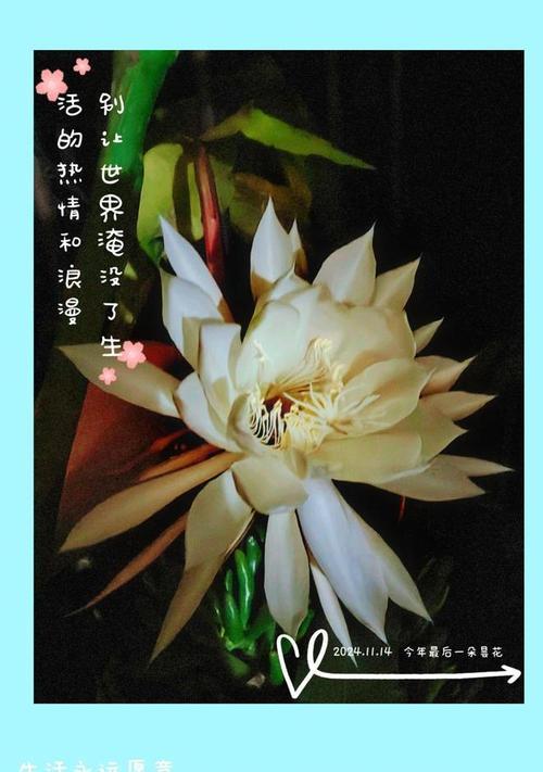 12月14日的花语是什么？这一天有什么特别的花语含义？